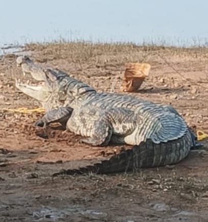 A living crocodile