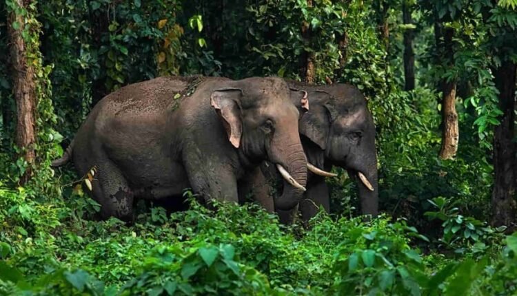 Rs.10 lakh compensation for victims of elephant attack