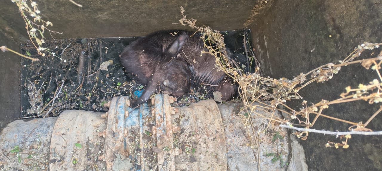 A calf died after falling into a pipeline chamber at Mission Bhagiratha.