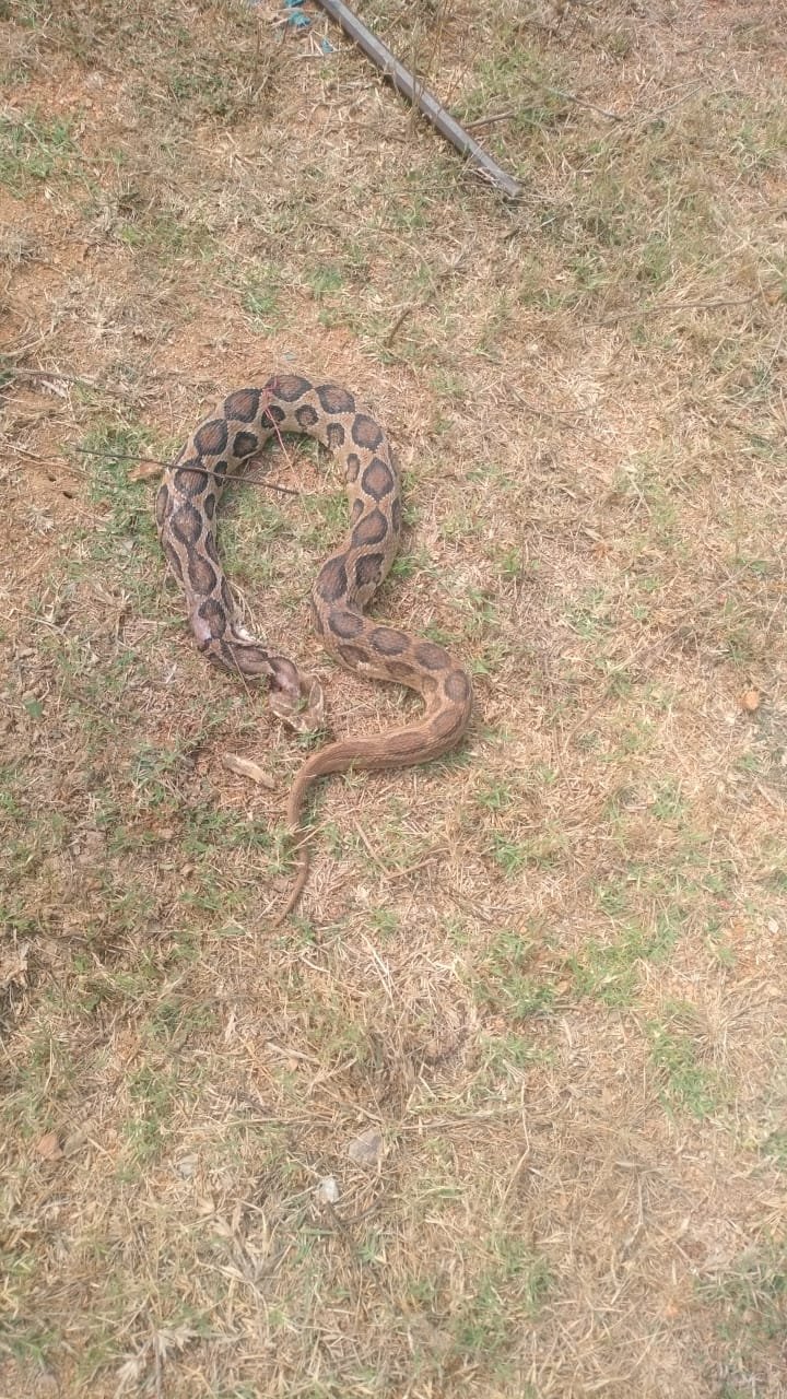 Snake scare in Kasturba Gandhi School premises