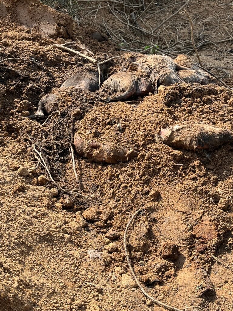 Case registered against five sarpanches in Machareddy mandal