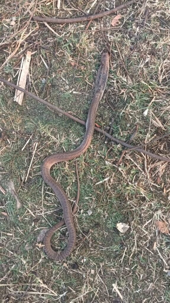Seven-year-old girl dies from snakebite