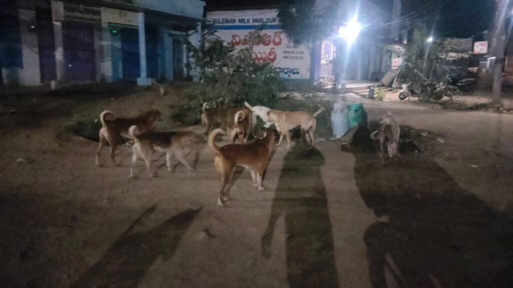 Stray dogs roaming freely...