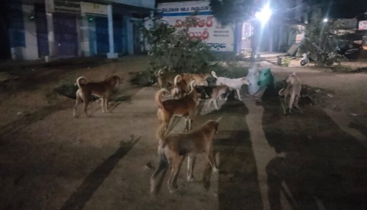 Stray dogs roaming freely...
