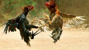 Racing hens ready for the race