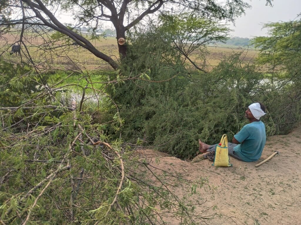 Illegal felling of trees near the canal