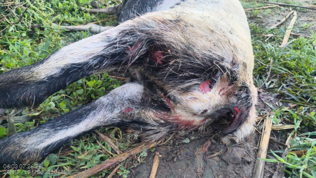 Stray dogs attack a flock of sheep.