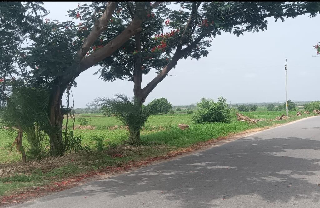 బట్టపూర్ – ఏర్గట్ల రహదారిపై ప్రమాదకర చెట్లు
