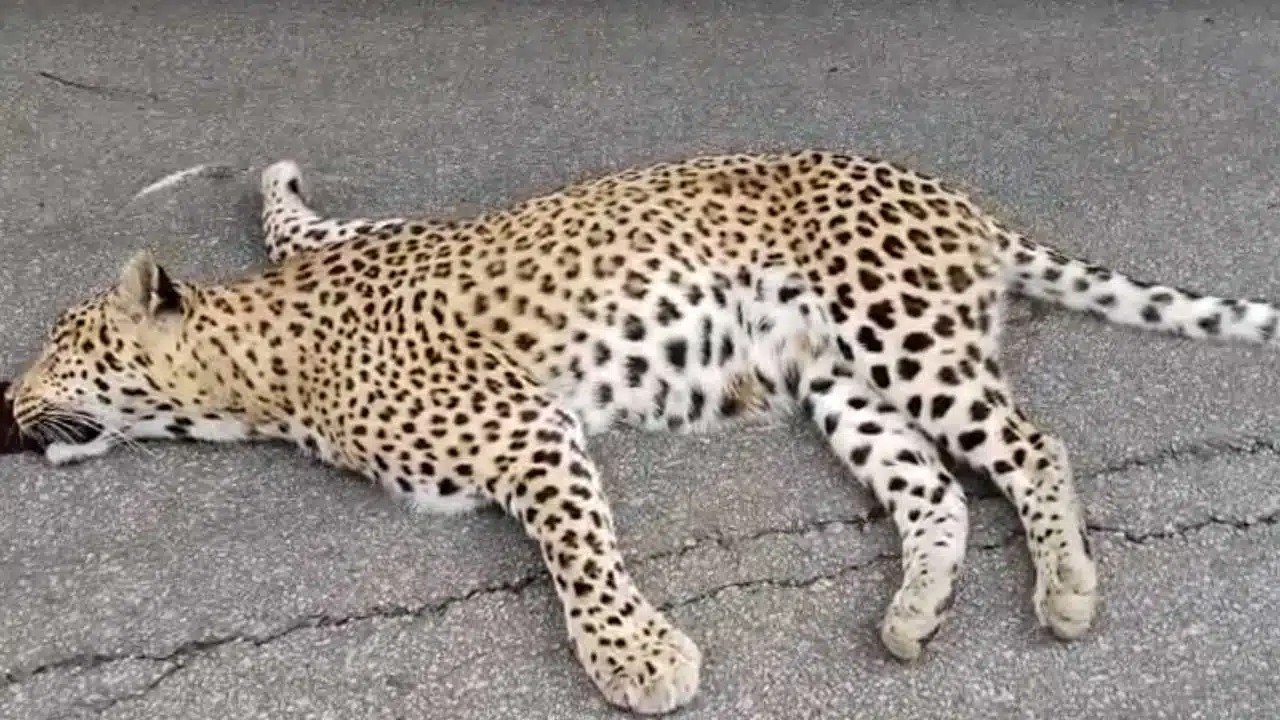 Leopard dies in road accident