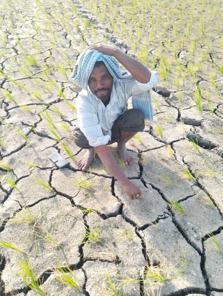 వర్షాలు లేక ఎండుతున్న పంట పొలాలు…