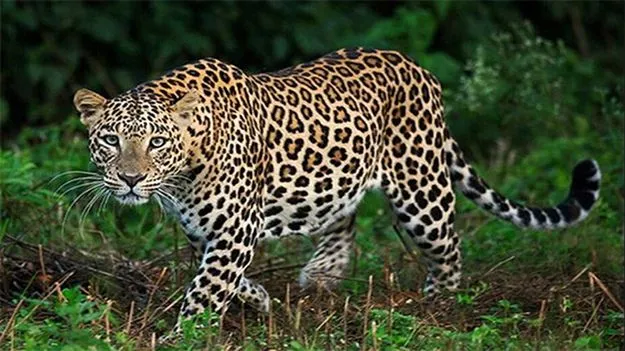 Leopard spotted near Lolam Bridge