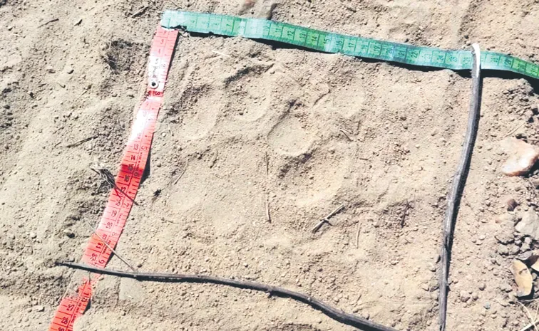 Missing tigers? . . . Hunting leopard?