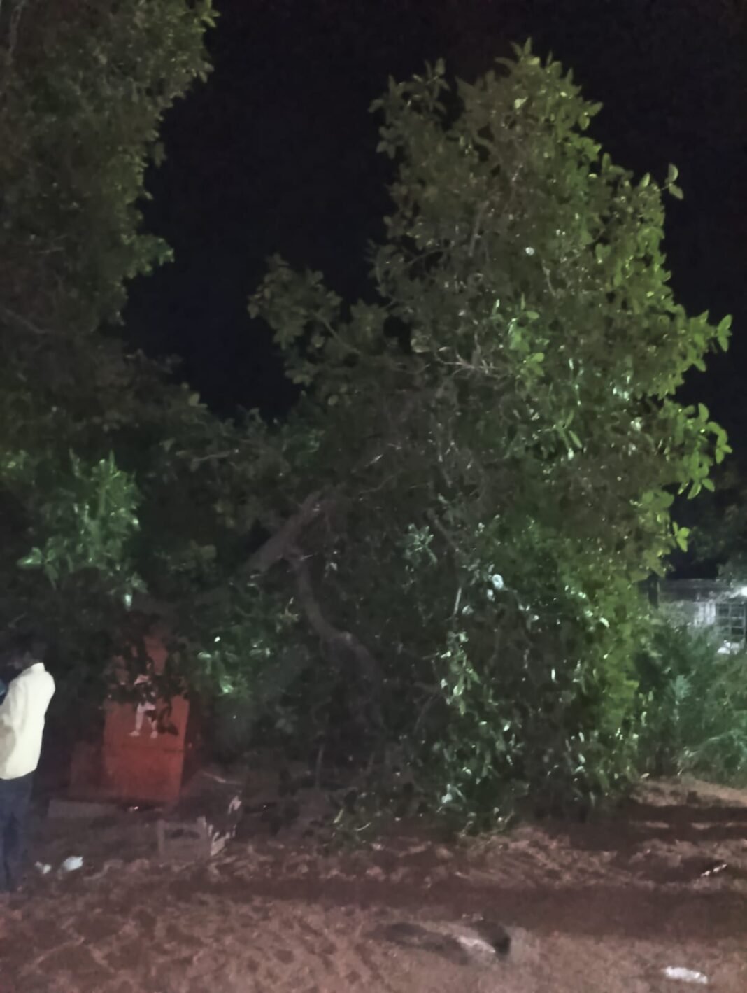 A massive banyan tree that broke at the Yellamma temple.