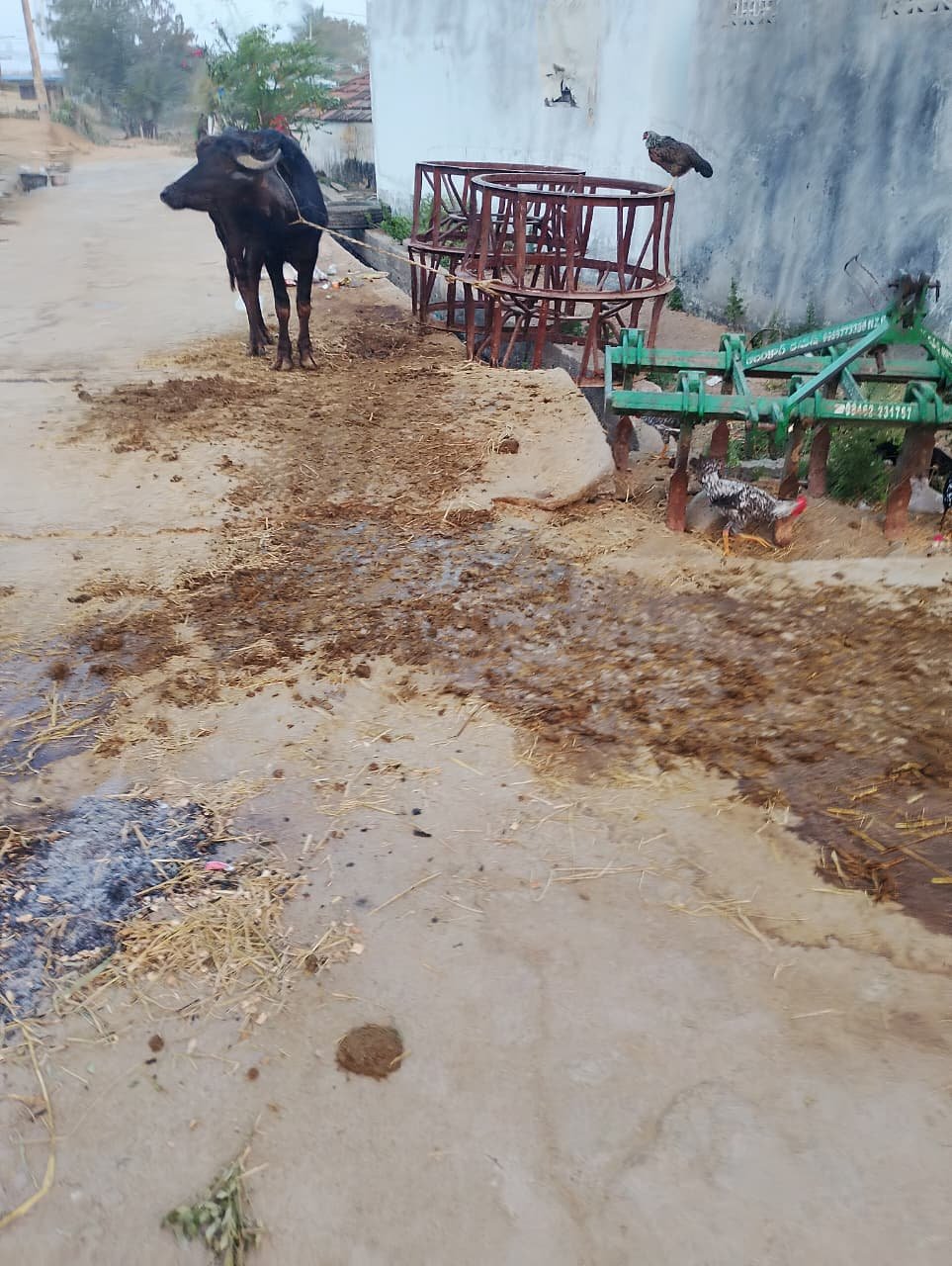 Sanitation issues due to buffaloes being tethered on the roads.