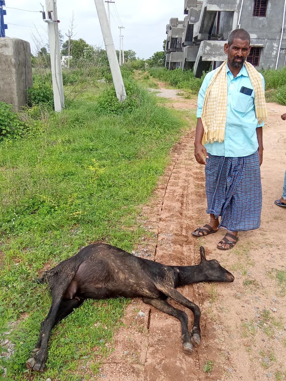 Goat dies of electric shock.