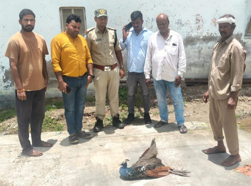 National bird dies after consuming poison pellets.