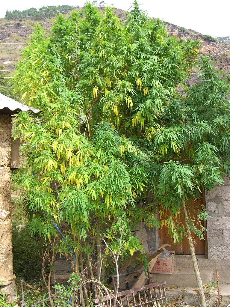 Police raid on agricultural farm