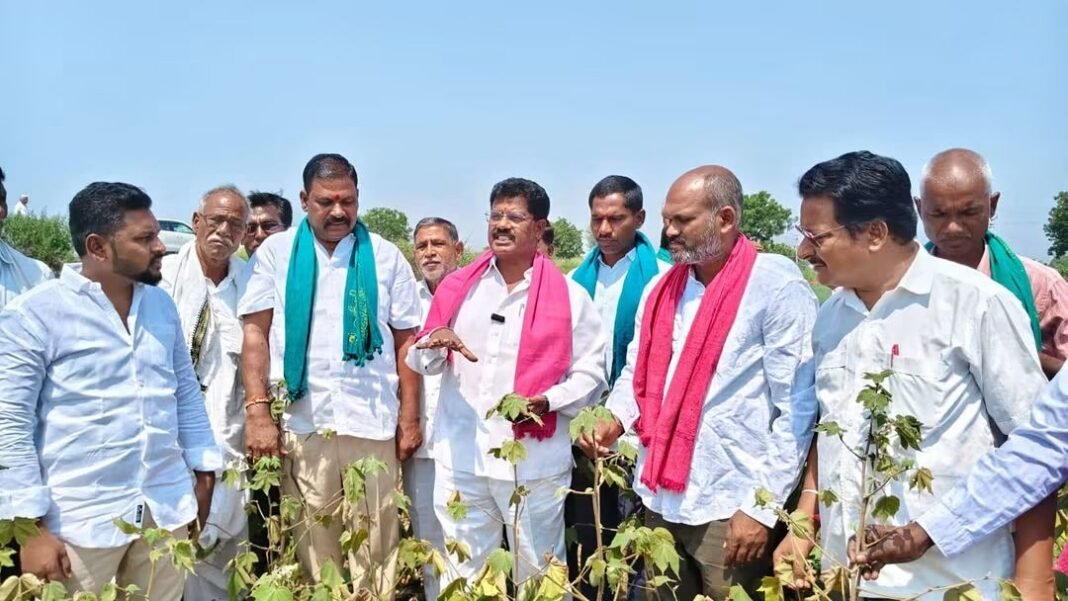 Crops are withering... farmers are suffering losses
